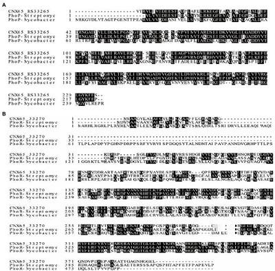 Deletion of the Response Regulator PhoP Accelerates the Formation of Aerial Mycelium and Spores in Actinosynnema pretiosum